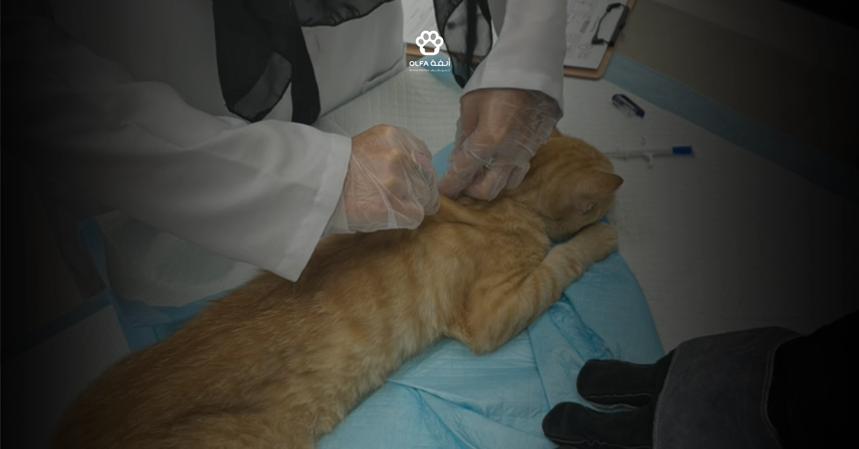 One Health: Why Vaccinating Animals Protects Your Community